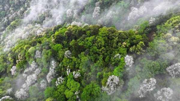 富旺配资 贵州梵净山：山花烂漫如诗如画