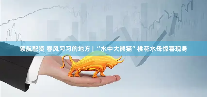 领航配资 春风习习的地方 | “水中大熊猫”桃花水母惊喜现身