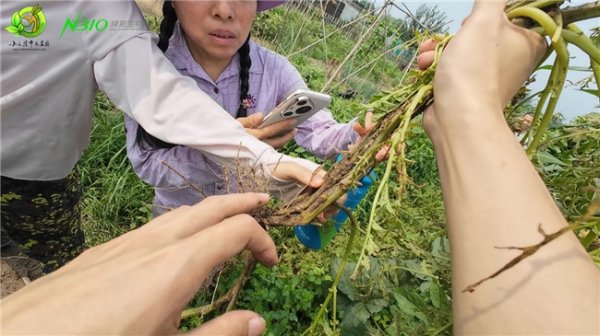 楠希配资 京郊农场：活菌技术开启都市农业新体验